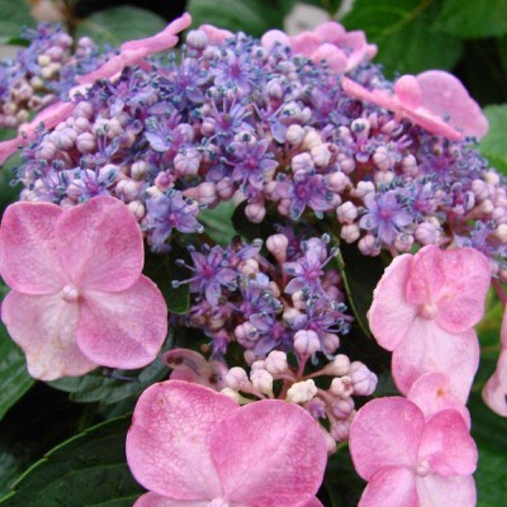 Hydrangea Macrophylla Twist N Shout - View 19 from www redcrocus com