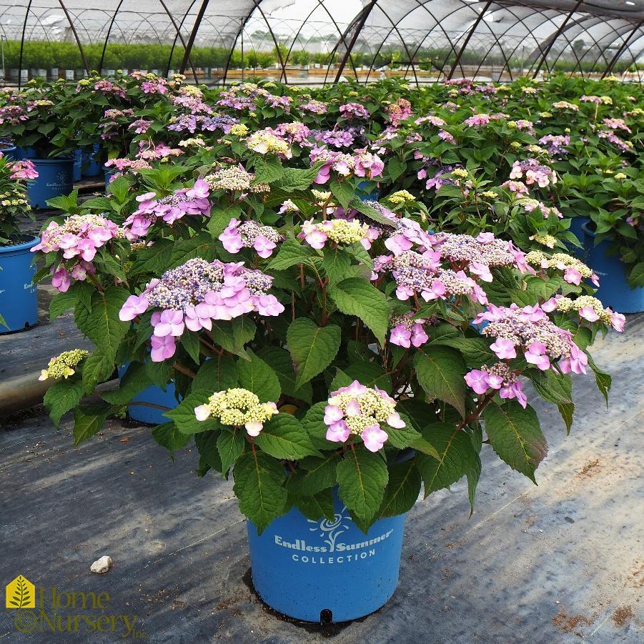 Hydrangea Macrophylla Twist N Shout - View 8 from www redcrocus com