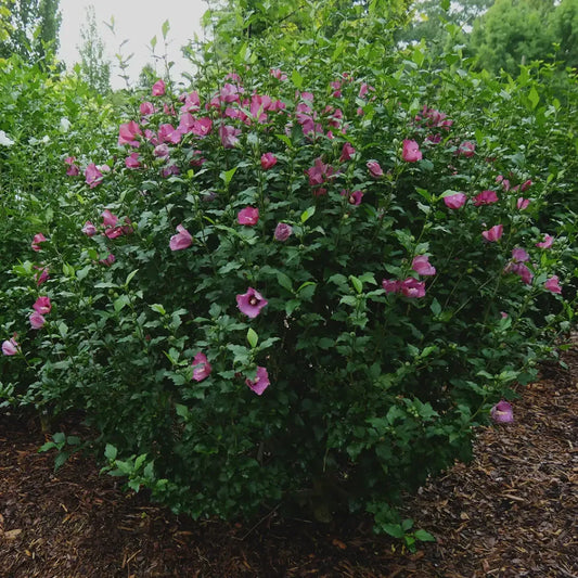 Hibiscus Syriacus 'lil' Kim' - View 10 from www redcrocus com