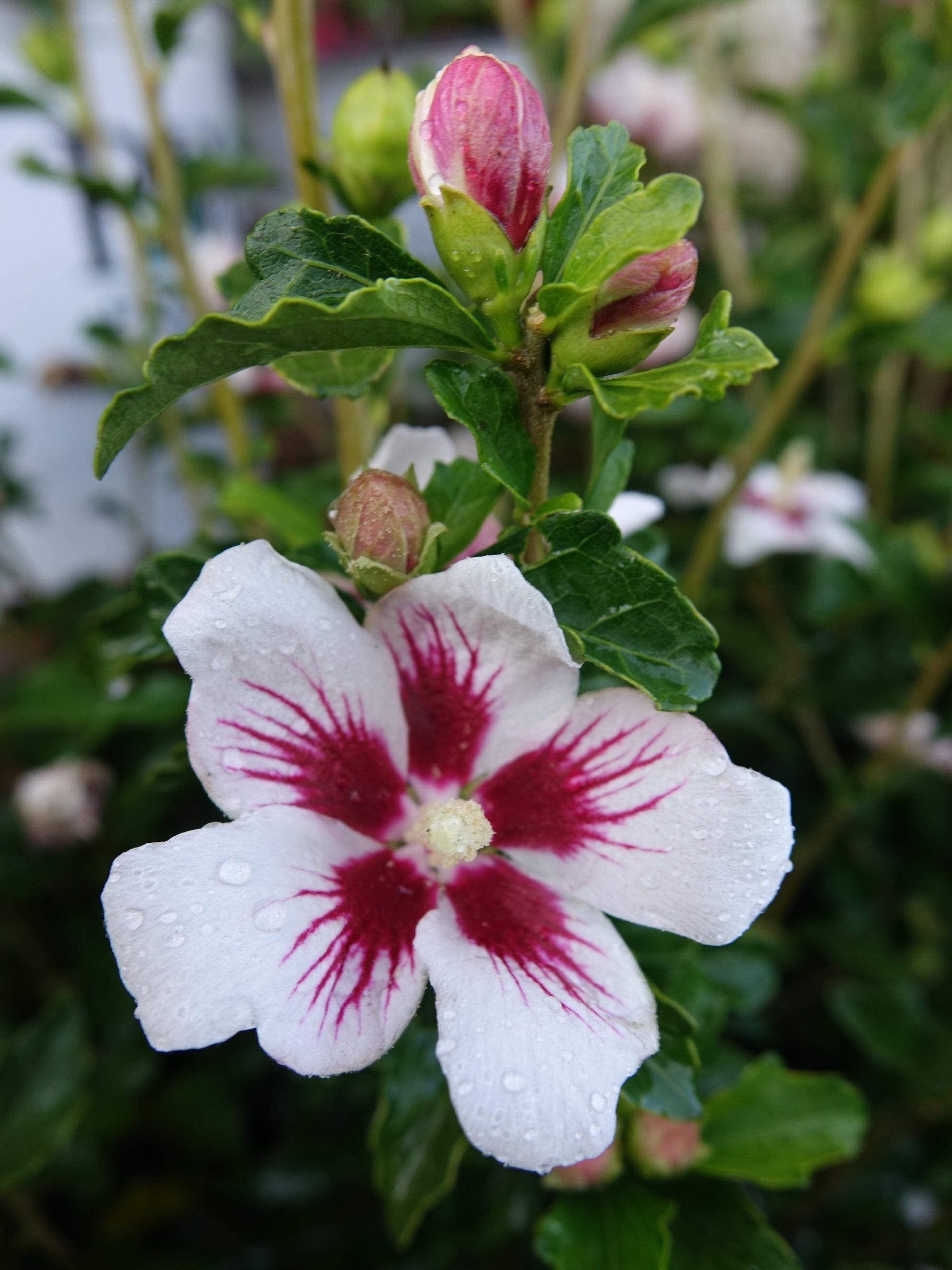 Hibiscus Syriacus 'lil' Kim' - View 17 from www redcrocus com