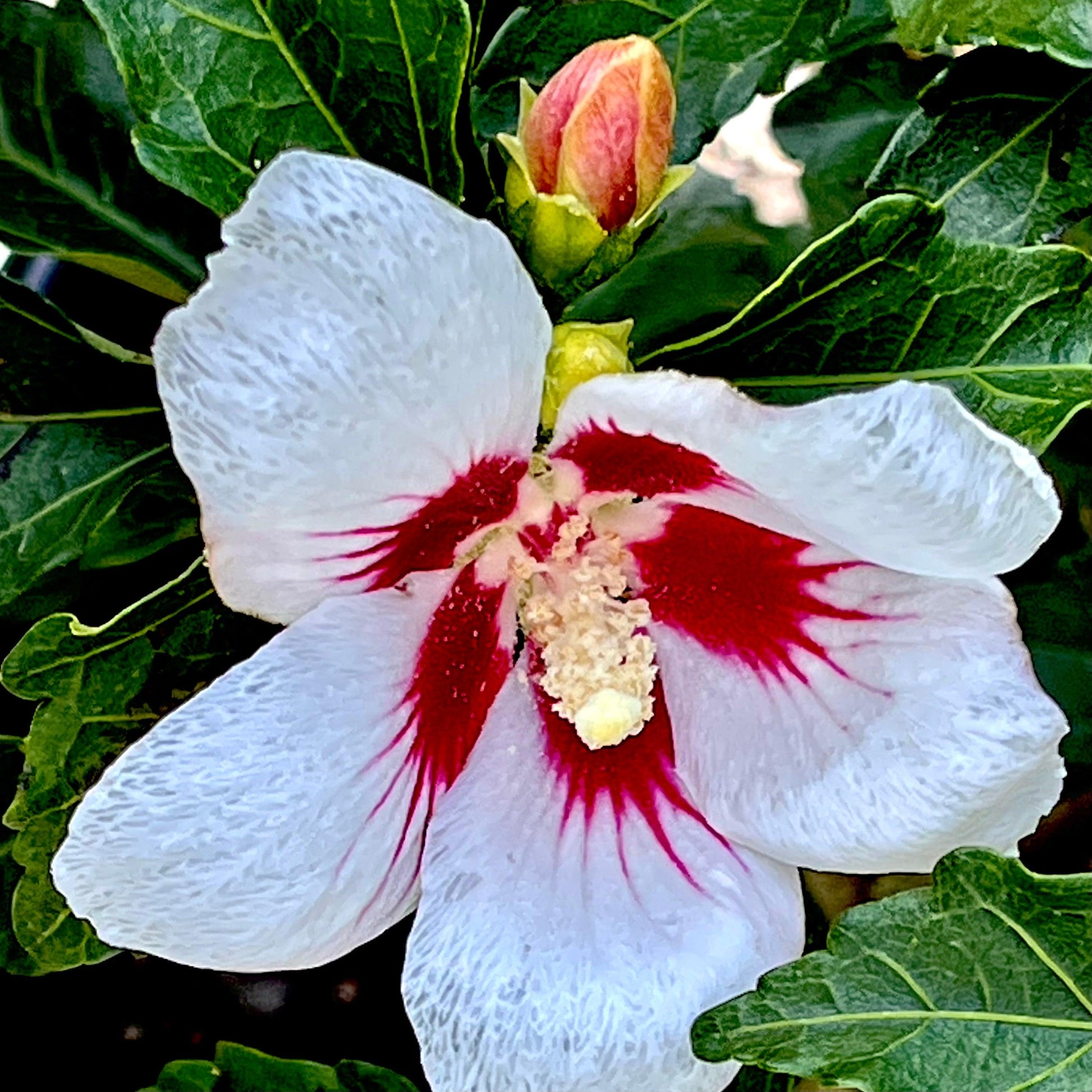 Hibiscus Syriacus 'lil' Kim' - View 6 from www redcrocus com