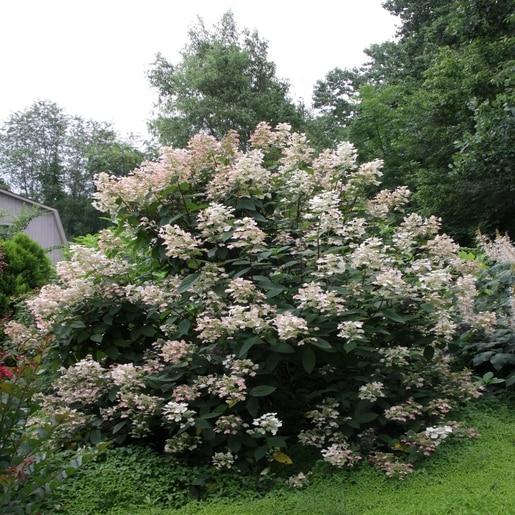 Hydrangea Paniculata Quick Fire Tree Form - View 10 from www redcrocus com