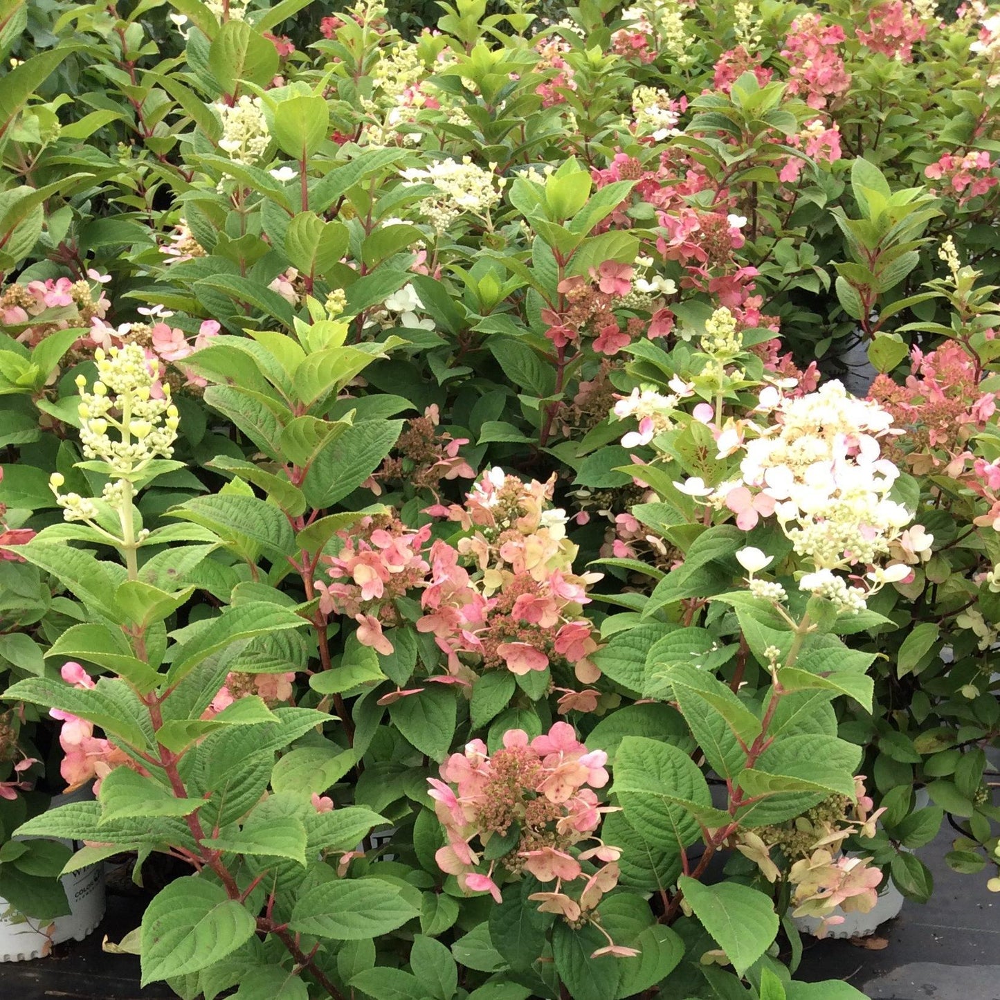 Hydrangea Paniculata Quick Fire Tree Form - View 11 from www redcrocus com
