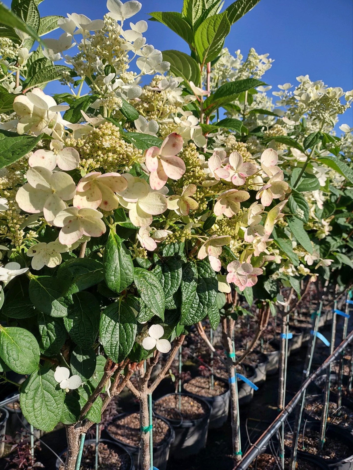 Hydrangea Paniculata Quick Fire Tree Form - View 15 from www redcrocus com