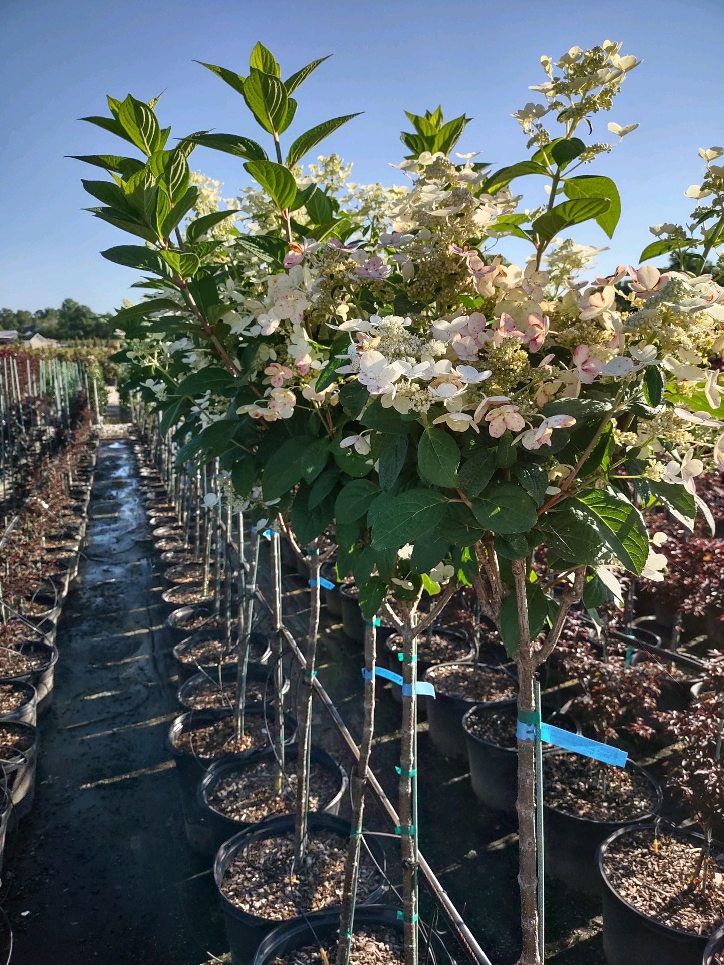 Hydrangea Paniculata Quick Fire Tree Form - View 16 from www redcrocus com