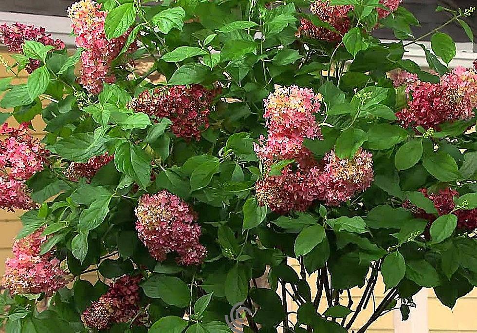 Hydrangea Paniculata Quick Fire Tree Form - View 17 from www redcrocus com