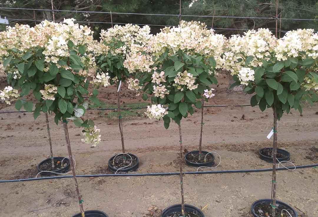 Hydrangea Paniculata Quick Fire Tree Form - View 18 from www redcrocus com
