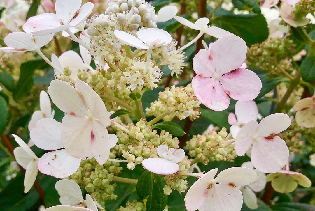 Hydrangea Paniculata Quick Fire Tree Form - View 19 from www redcrocus com