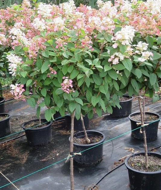 Hydrangea Paniculata Quick Fire Tree Form - View 1 from www redcrocus com