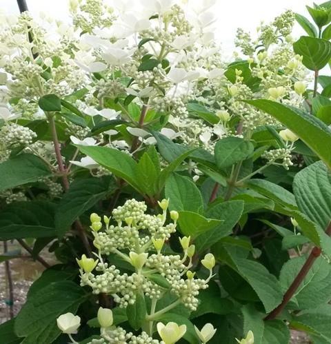 Hydrangea Paniculata Quick Fire Tree Form - View 20 from www redcrocus com
