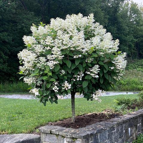Hydrangea Paniculata Quick Fire Tree Form - View 2 from www redcrocus com
