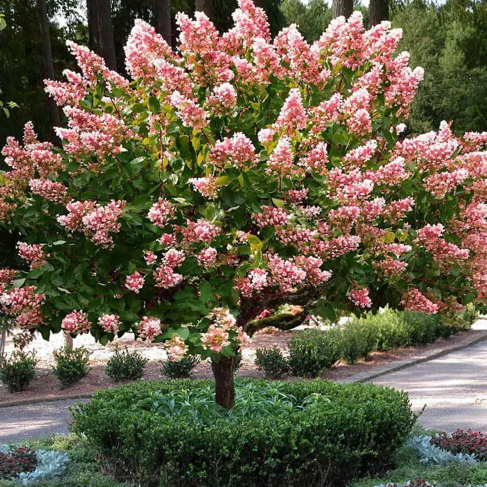 Hydrangea Paniculata Quick Fire Tree Form - View 3 from www redcrocus com