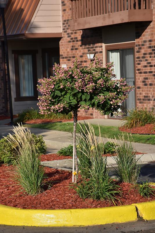 Hydrangea Paniculata Quick Fire Tree Form - View 4 from www redcrocus com