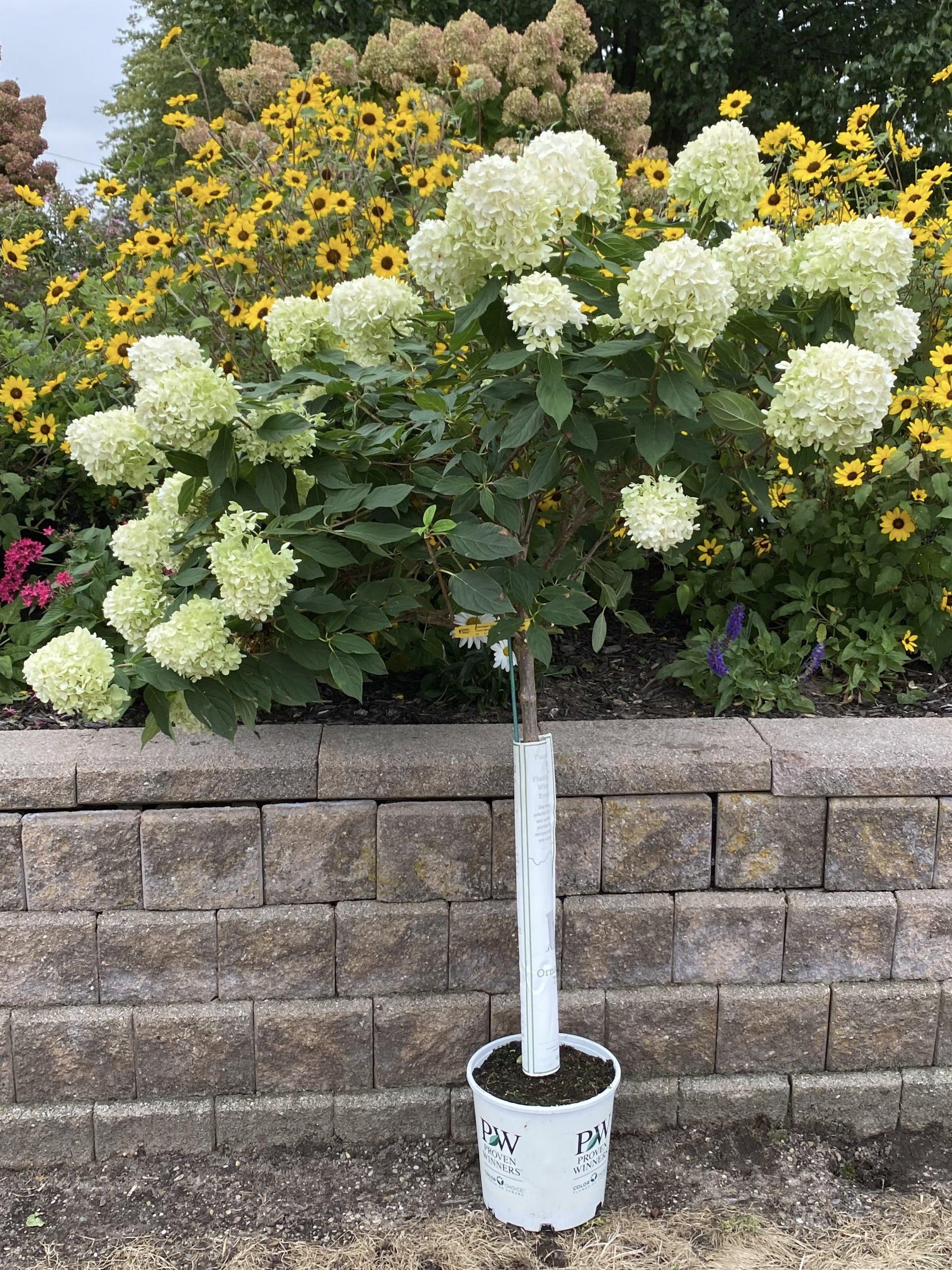 Hydrangea Paniculata Quick Fire Tree Form - View 5 from www redcrocus com