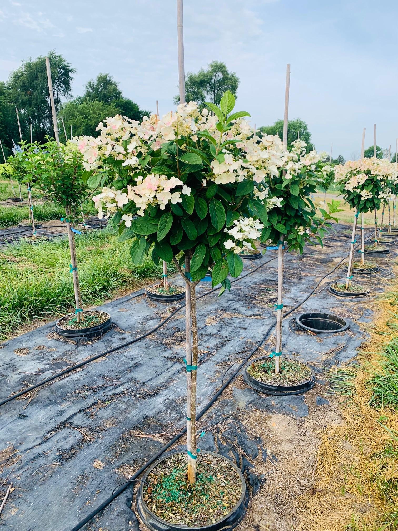 Hydrangea Paniculata Quick Fire Tree Form - View 8 from www redcrocus com