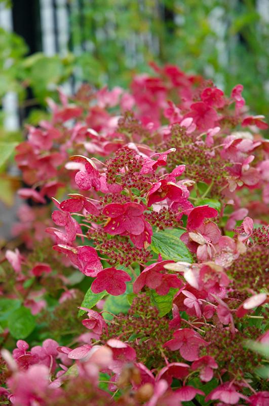 Hydrangea Paniculata Quick Fire Tree Form - View 9 from www redcrocus com