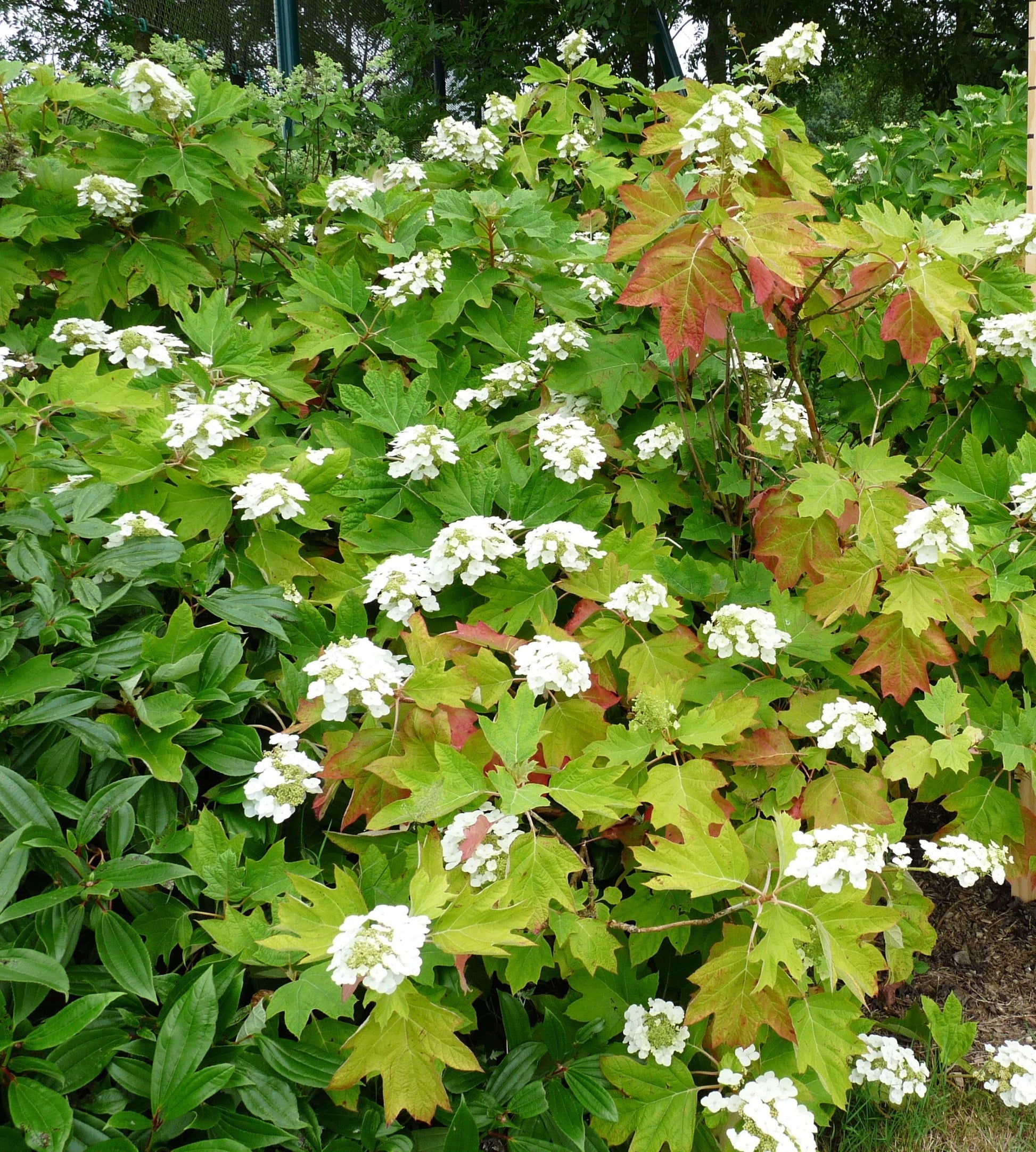 Hydrangea Quercifolia Alice - View 10 from www redcrocus com