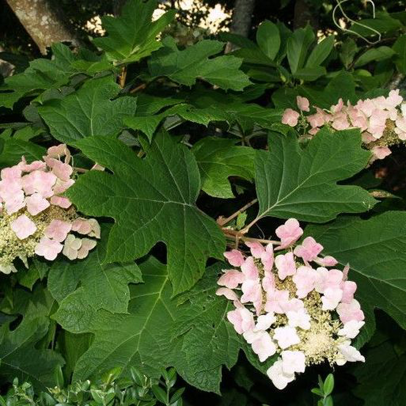 Hydrangea Quercifolia Alice - View 12 from www redcrocus com