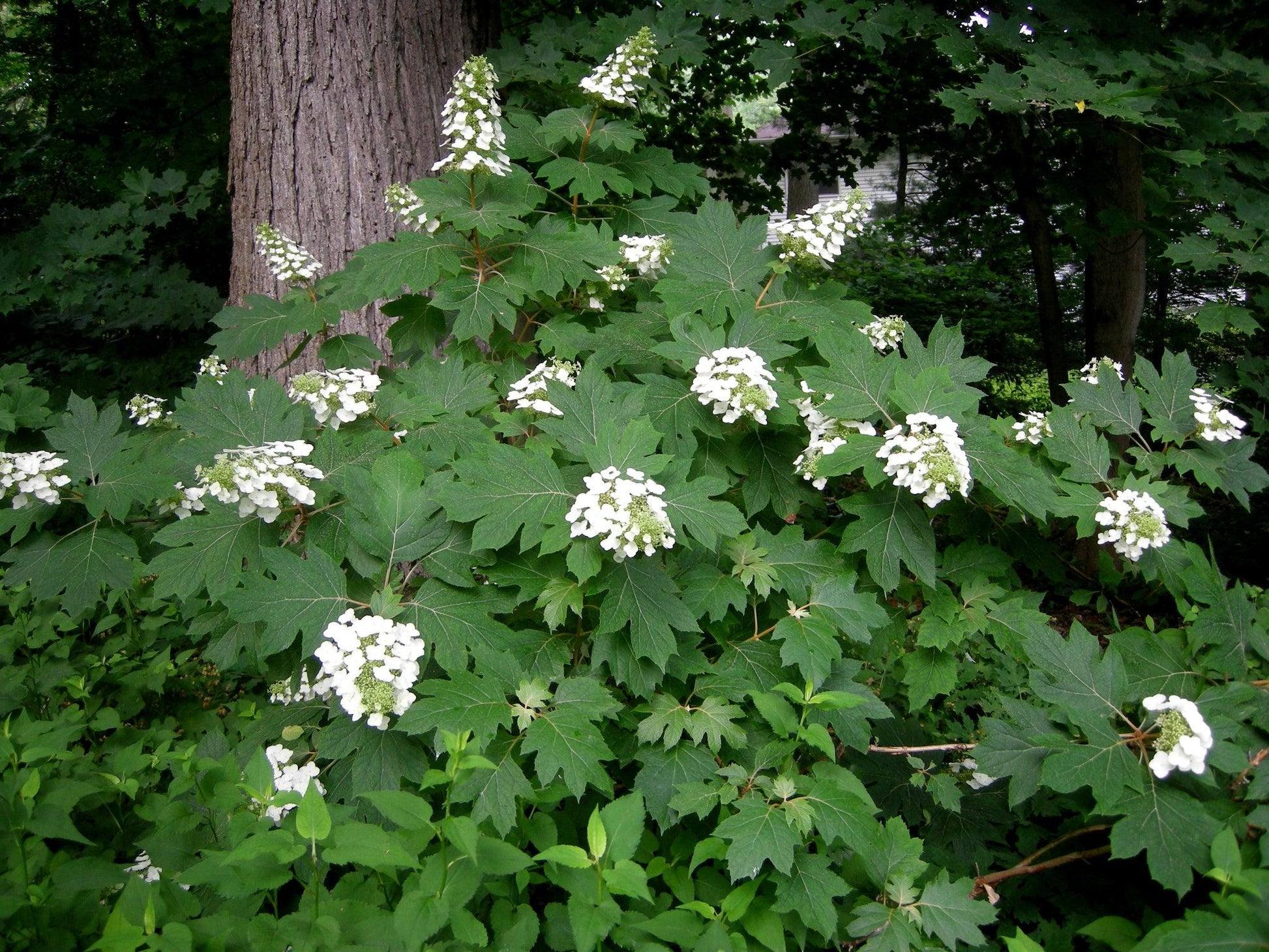 Hydrangea Quercifolia Alice - View 12 from www redcrocus com