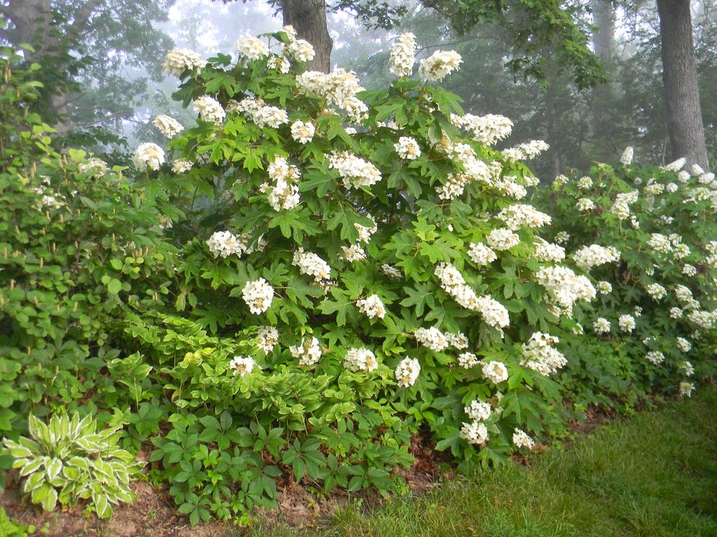 Hydrangea Quercifolia Alice - View 13 from www redcrocus com
