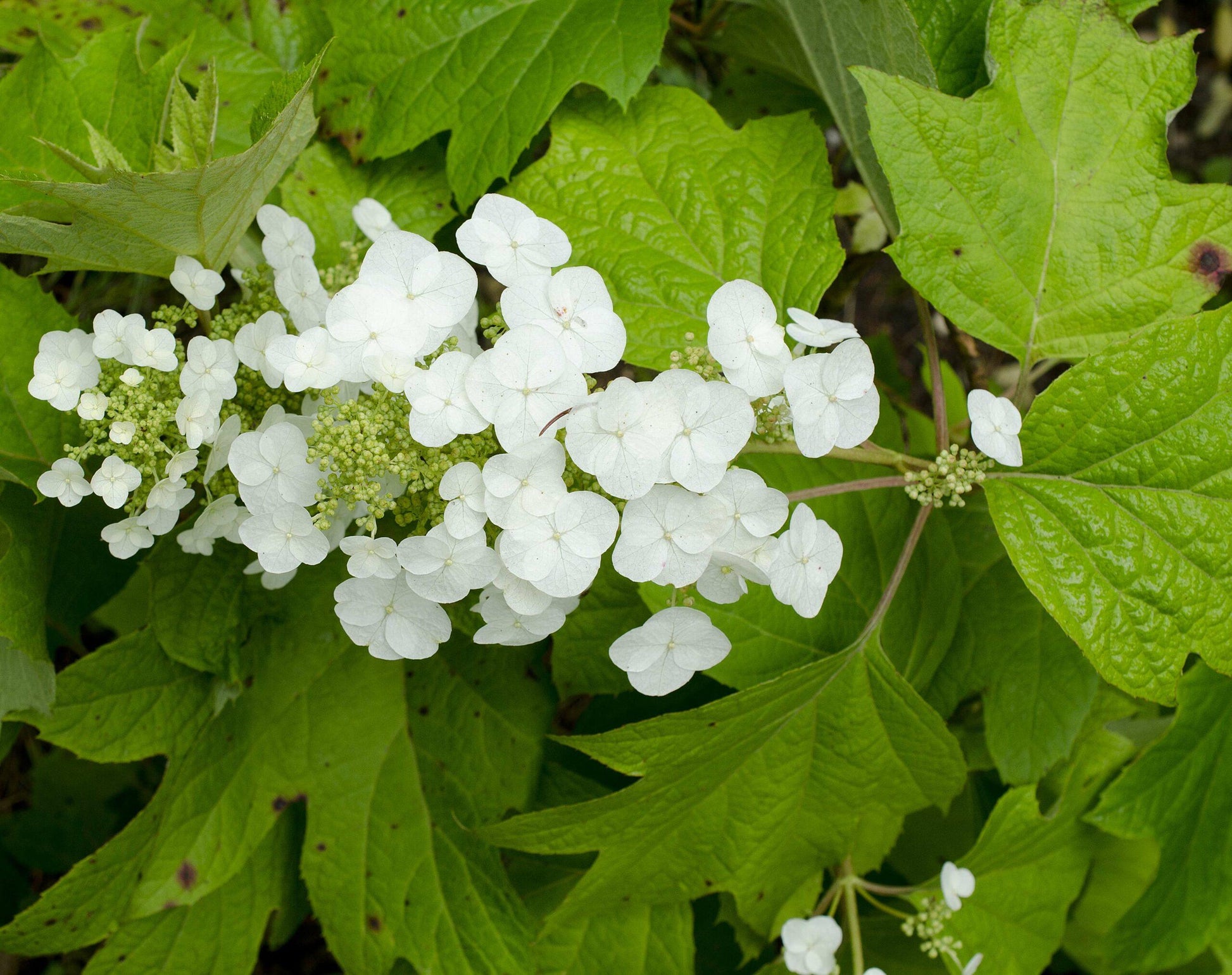 Hydrangea Quercifolia Alice - View 14 from www redcrocus com