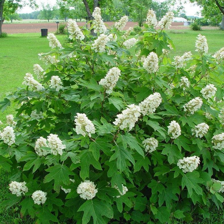 Hydrangea Quercifolia Alice - View 15 from www redcrocus com