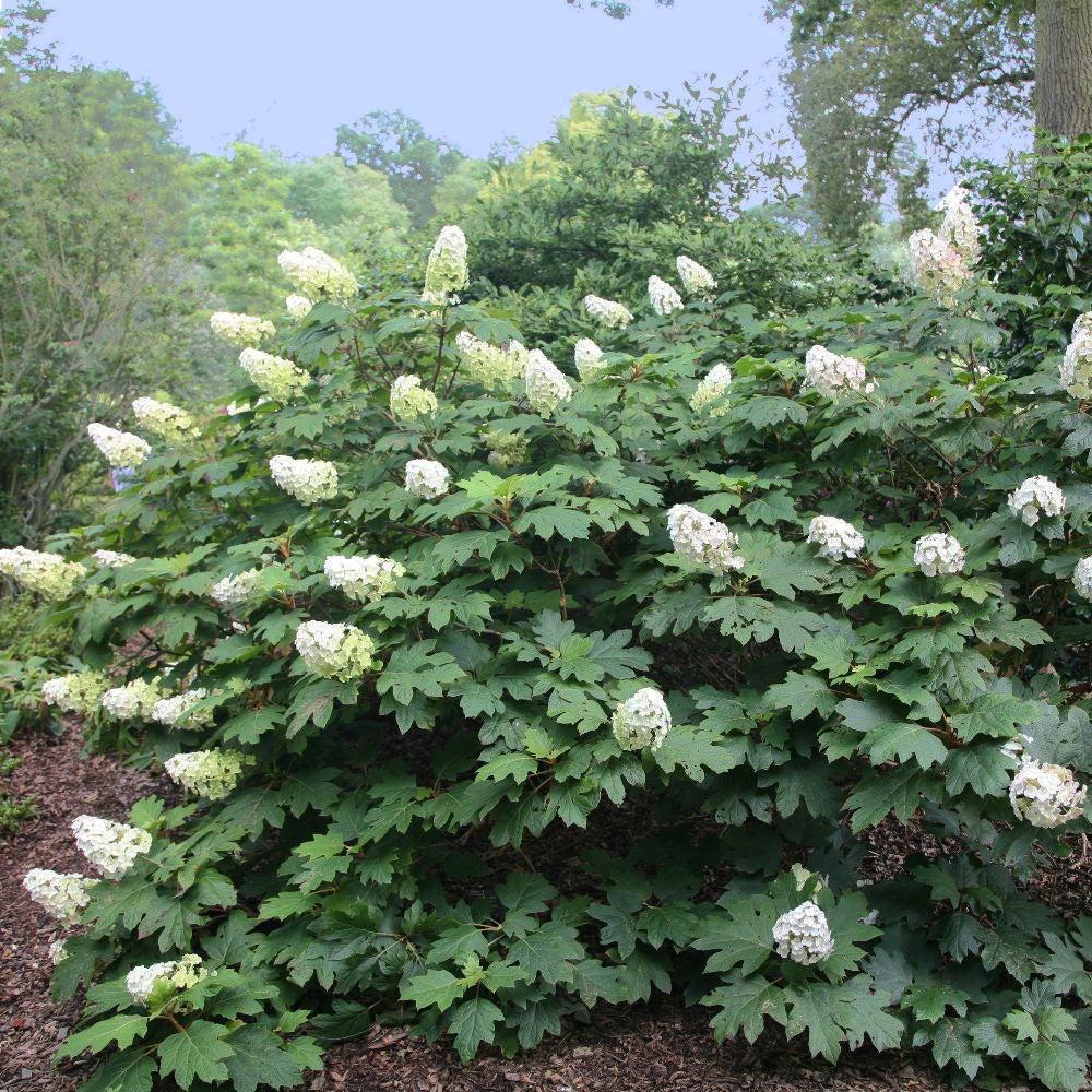 Hydrangea Quercifolia Alice - View 16 from www redcrocus com