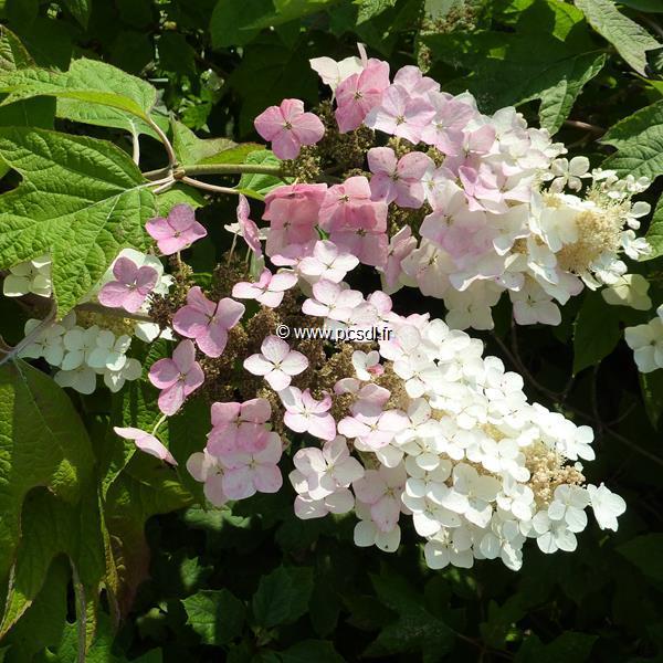 Hydrangea Quercifolia Alice - View 17 from www redcrocus com