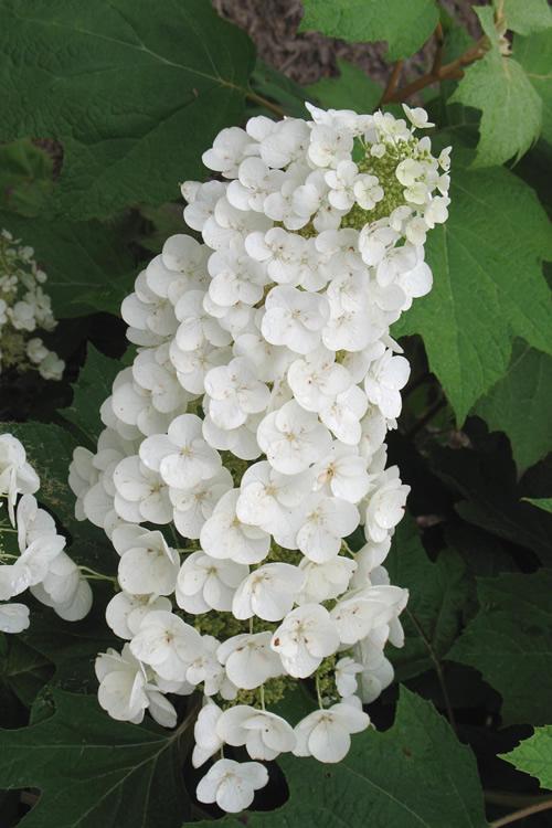 Hydrangea Quercifolia Alice - View 17 from www redcrocus com