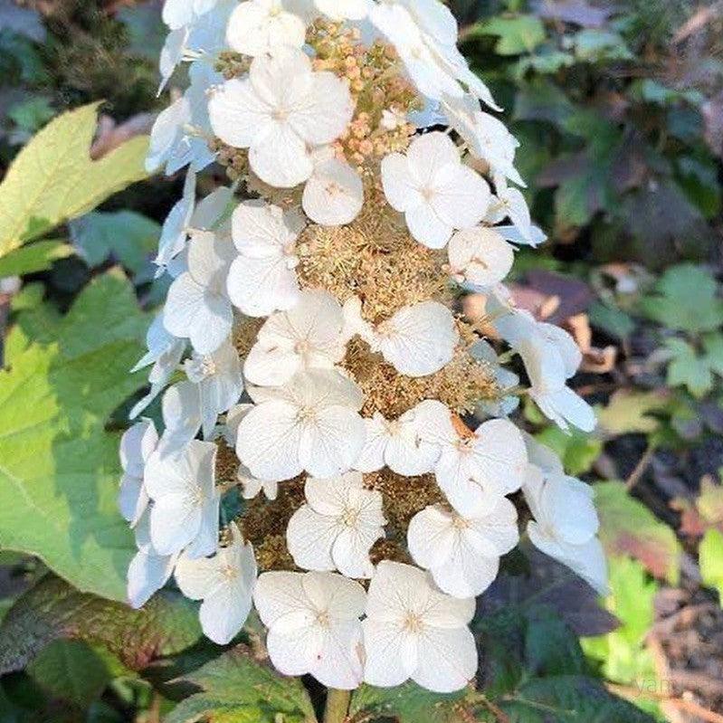 Hydrangea Quercifolia Alice - View 18 from www redcrocus com