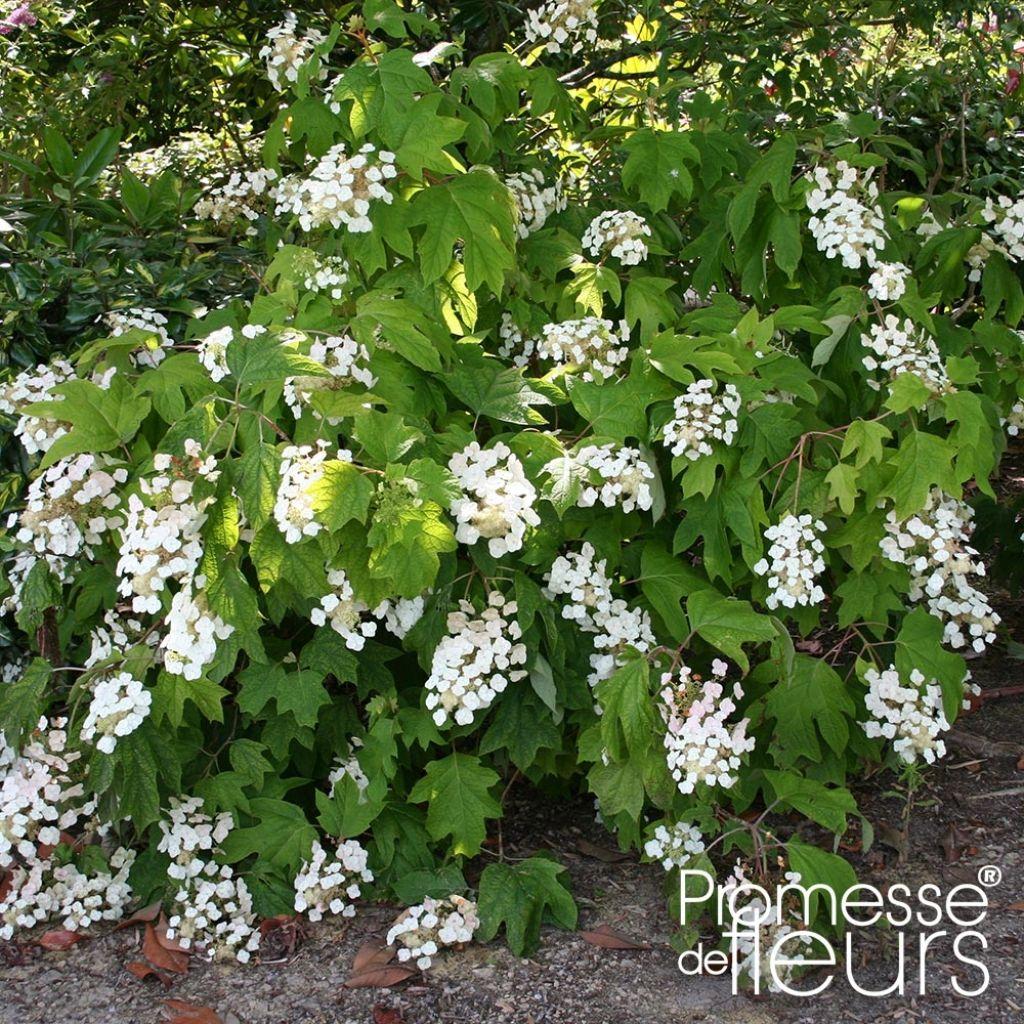 Hydrangea Quercifolia Alice - View 19 from www redcrocus com
