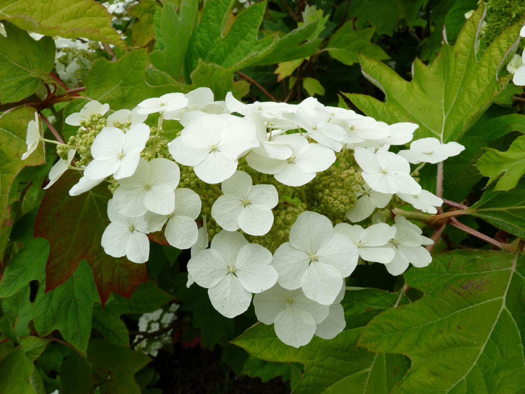 Hydrangea Quercifolia Alice - View 2 from www redcrocus com