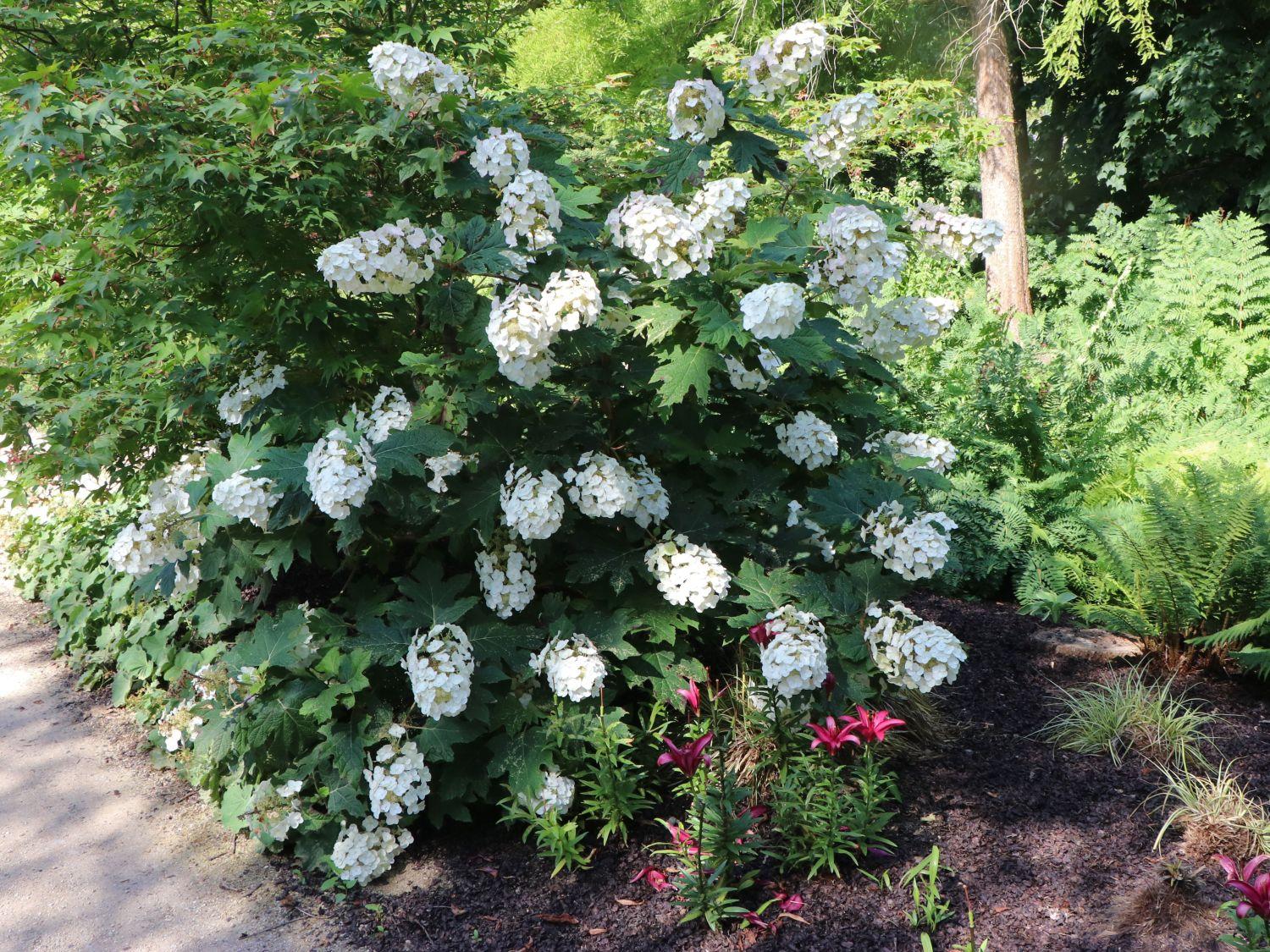 Hydrangea Quercifolia Alice - View 3 from www redcrocus com