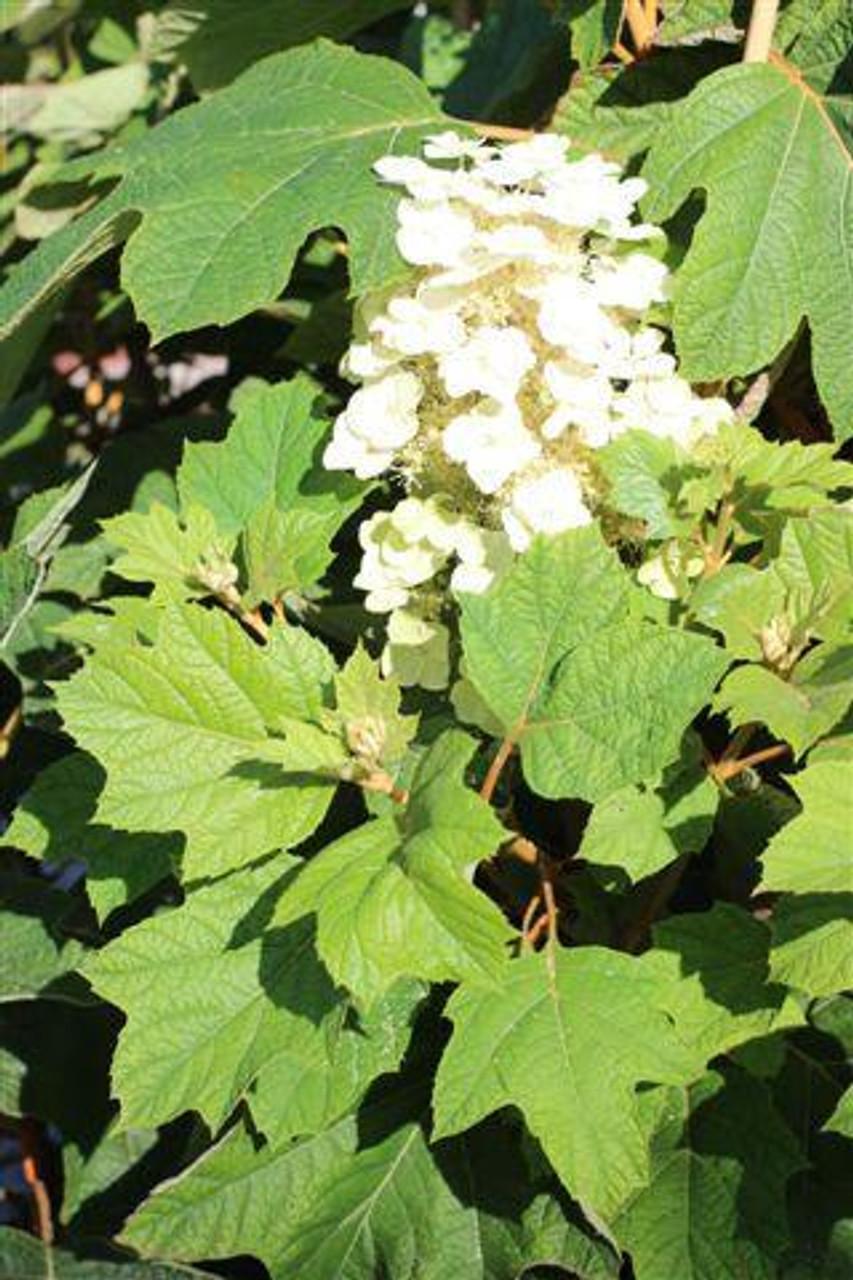 Hydrangea Quercifolia Alice - View 4 from www redcrocus com