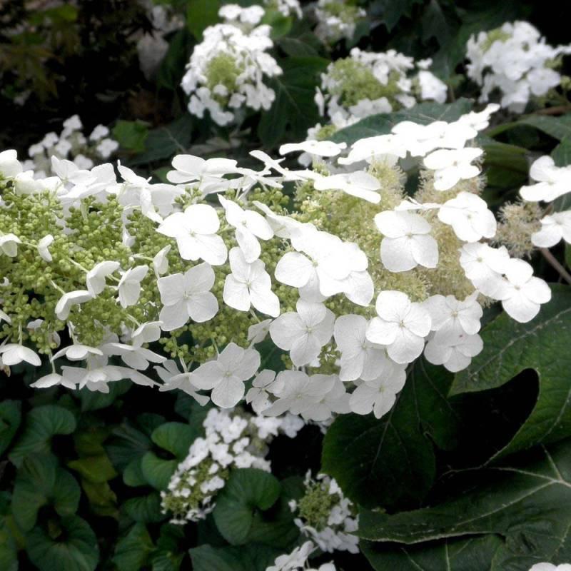 Hydrangea Quercifolia Alice - View 5 from www redcrocus com