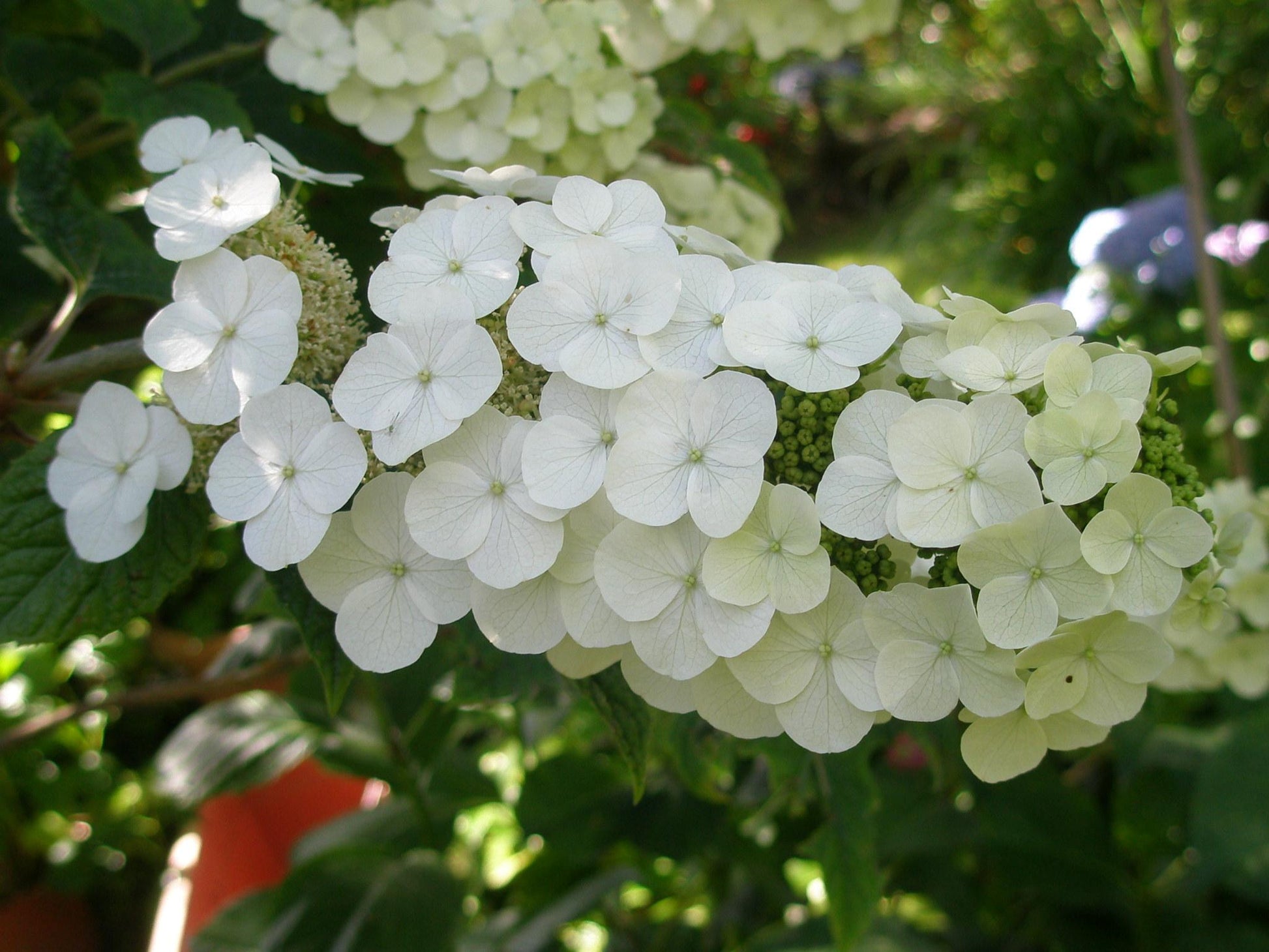 Hydrangea Quercifolia Alice - View 6 from www redcrocus com