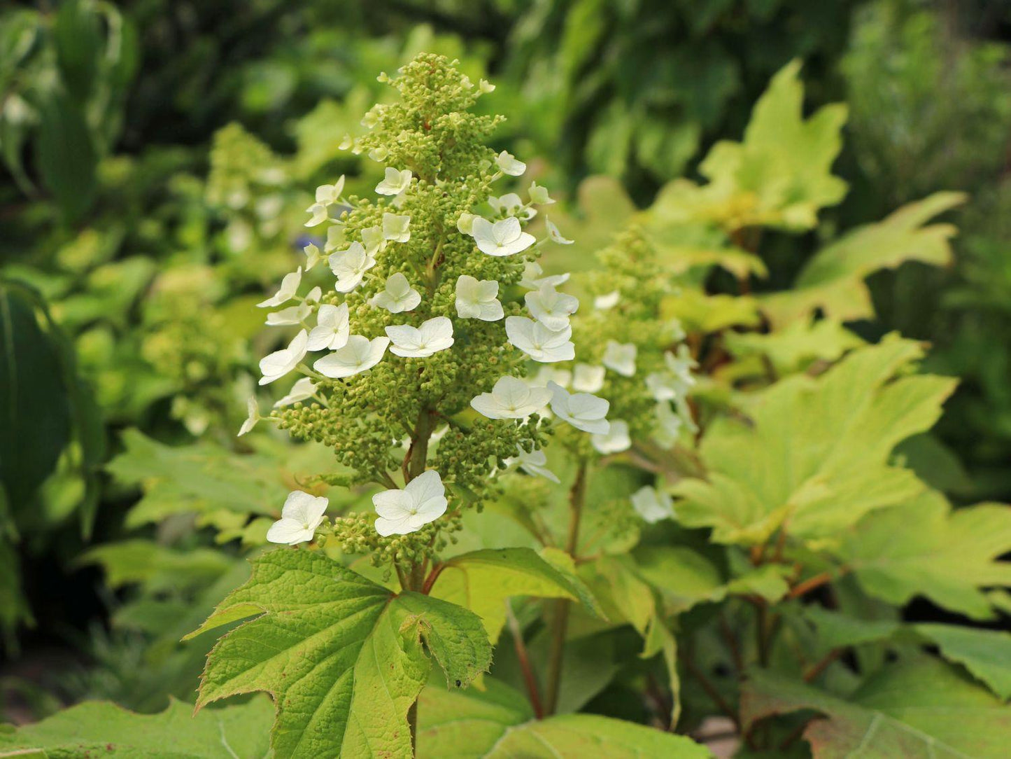 Hydrangea Quercifolia Alice - View 7 from www redcrocus com