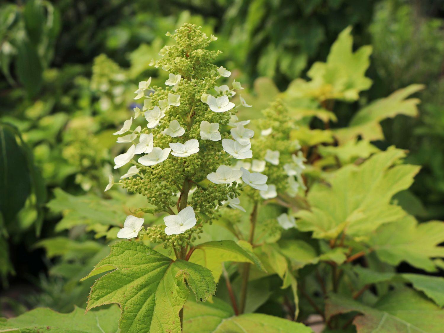 Hydrangea Quercifolia Alice - View 7 from www redcrocus com