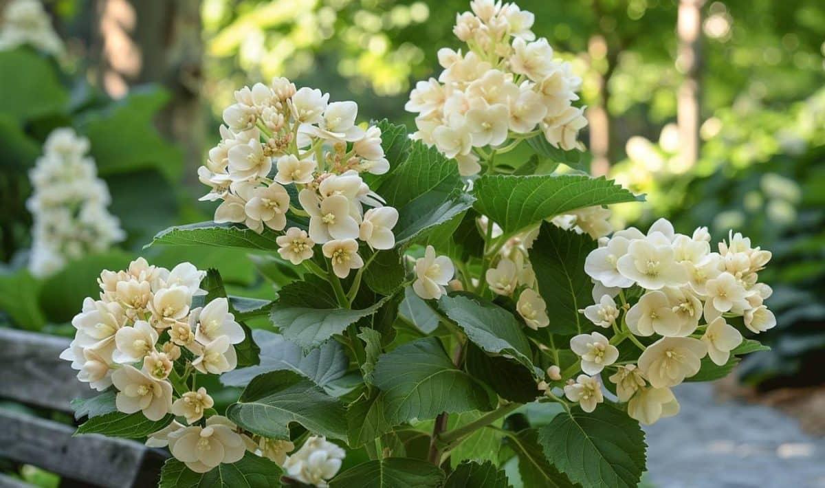Hydrangea Quercifolia Alice - View 8 from www redcrocus com