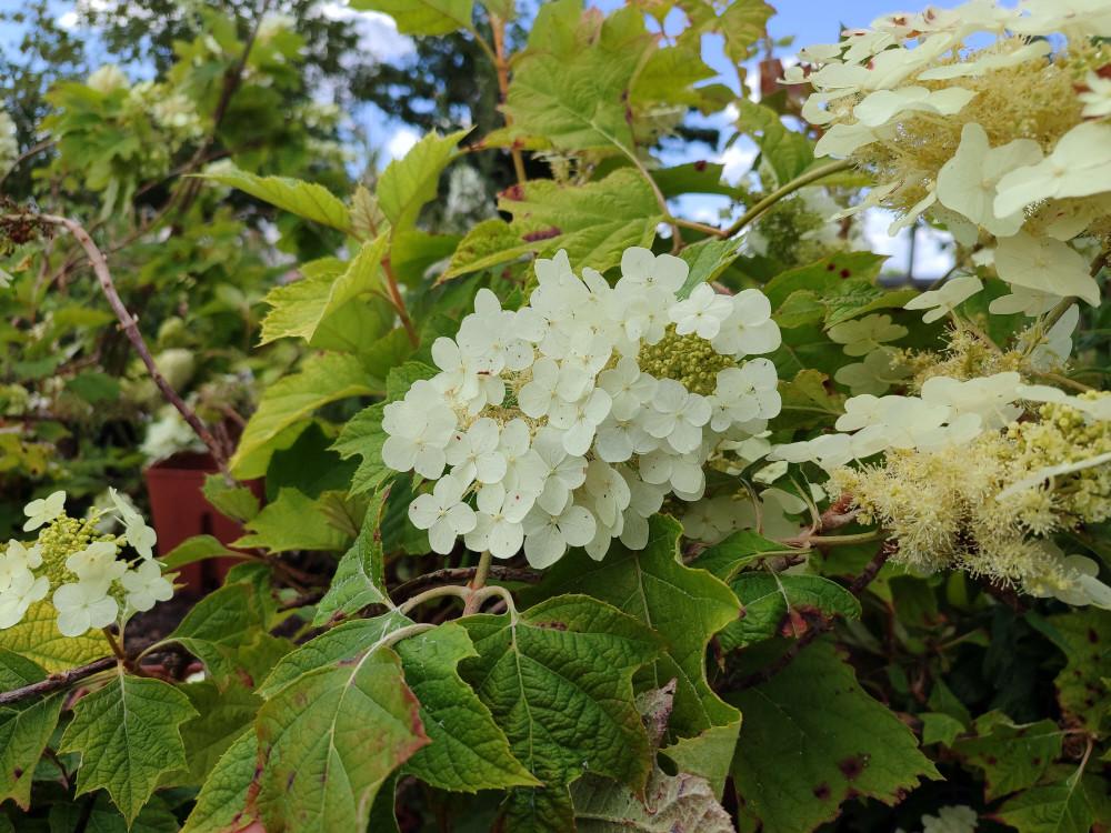 Hydrangea Quercifolia Alice - View 9 from www redcrocus com