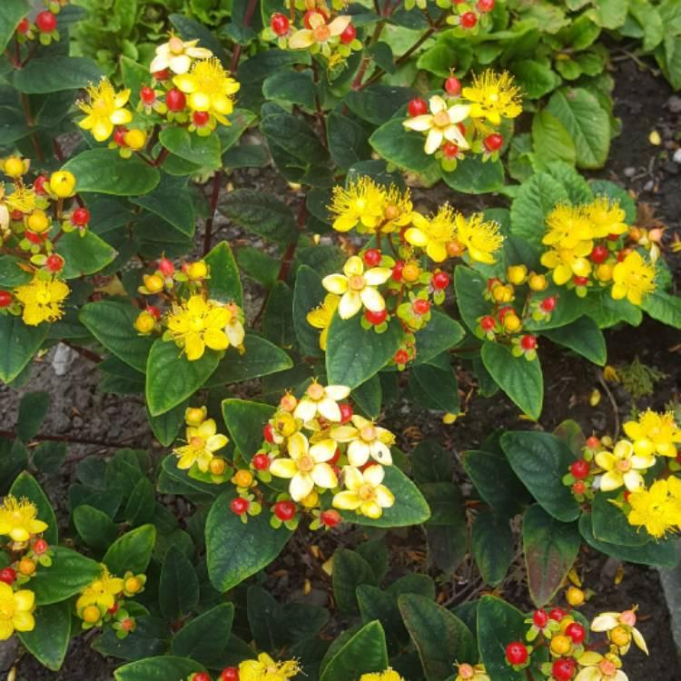 Hypericum Hidcote - View 10 from www redcrocus com