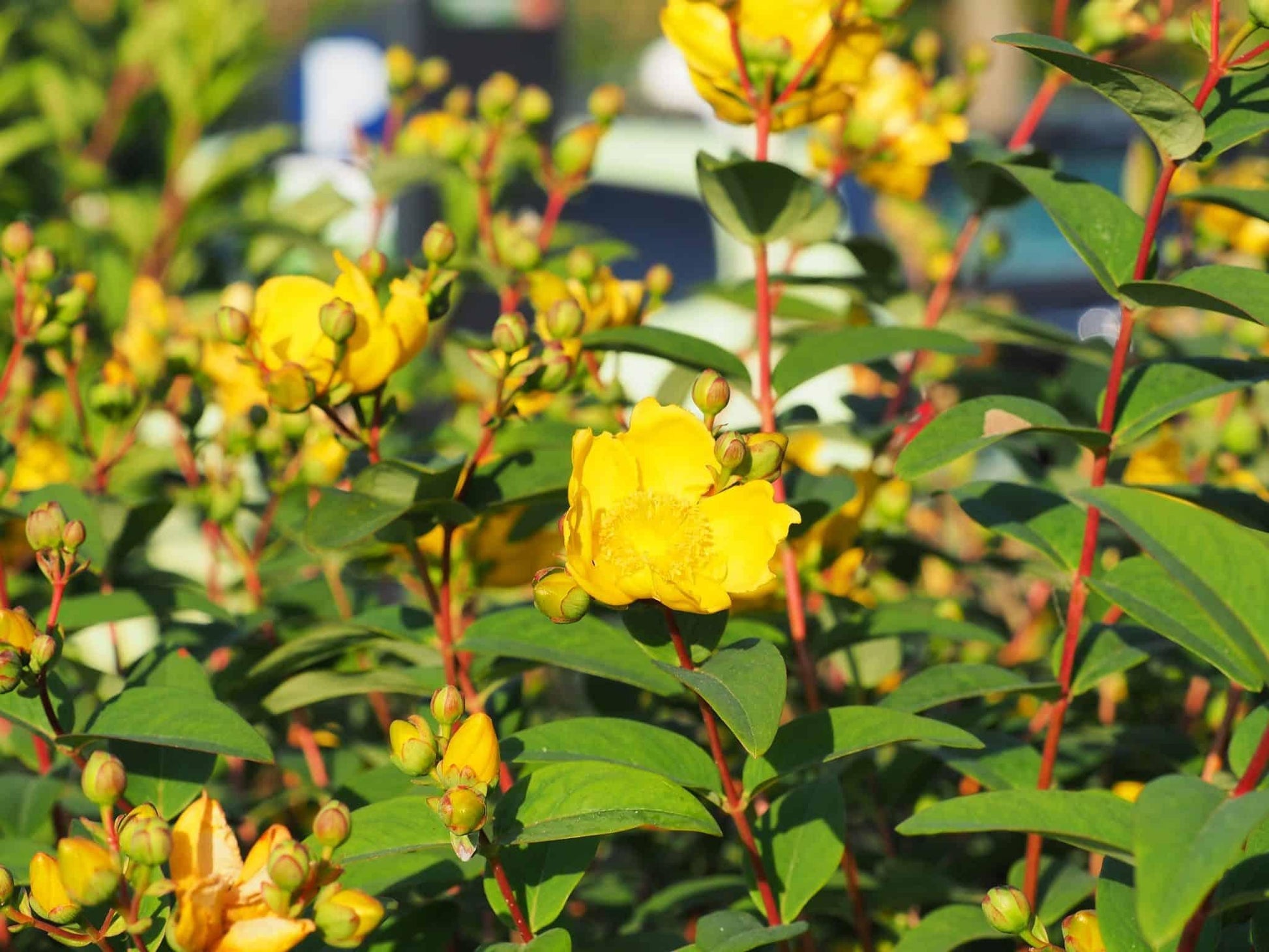 Hypericum Hidcote - View 11 from www redcrocus com