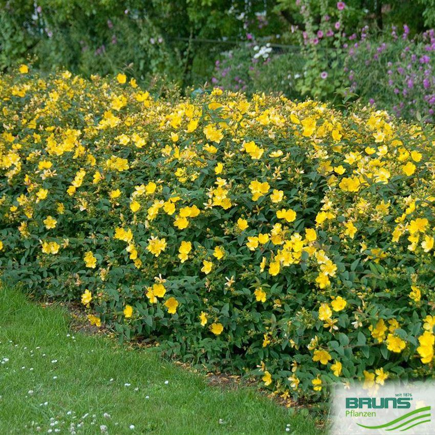 Hypericum Hidcote - View 12 from www redcrocus com