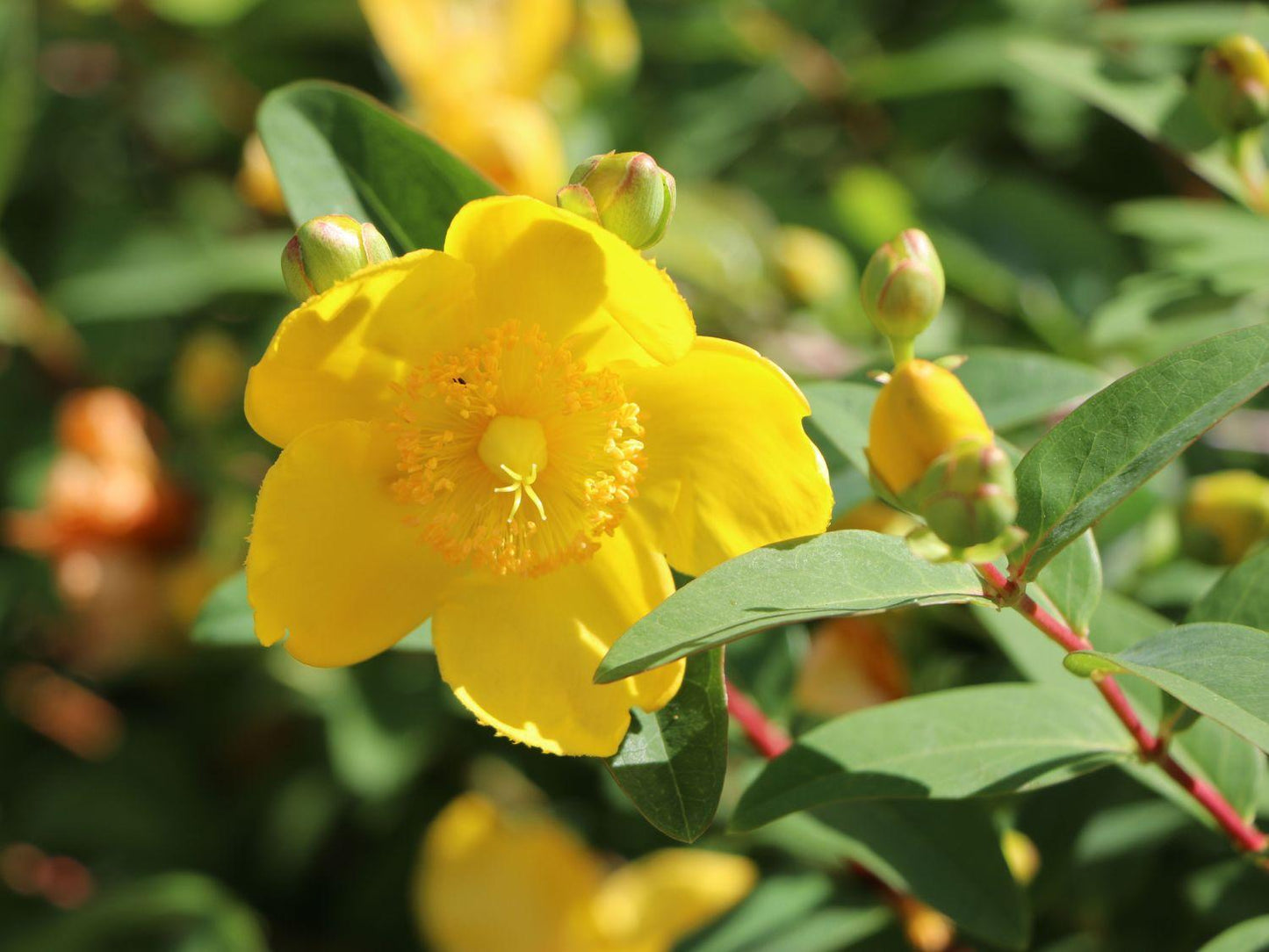 Hypericum Hidcote - View 13 from www redcrocus com