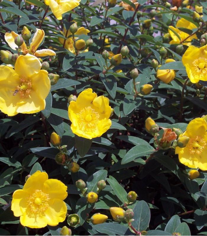 Hypericum Hidcote - View 14 from www redcrocus com