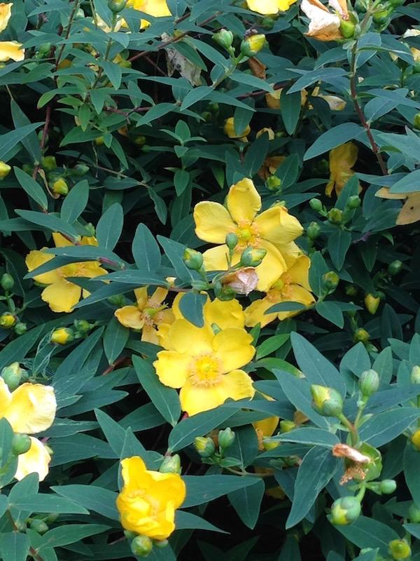 Hypericum Hidcote - View 15 from www redcrocus com