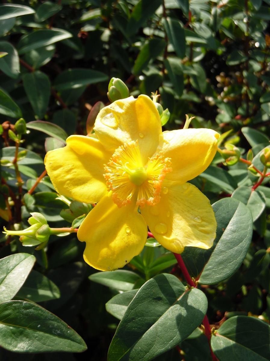 Hypericum Hidcote - View 16 from www redcrocus com
