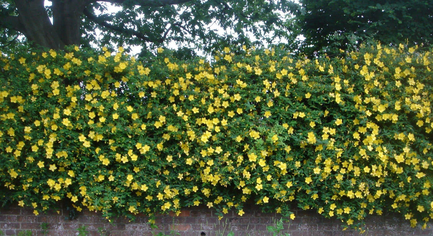Hypericum Hidcote - View 17 from www redcrocus com