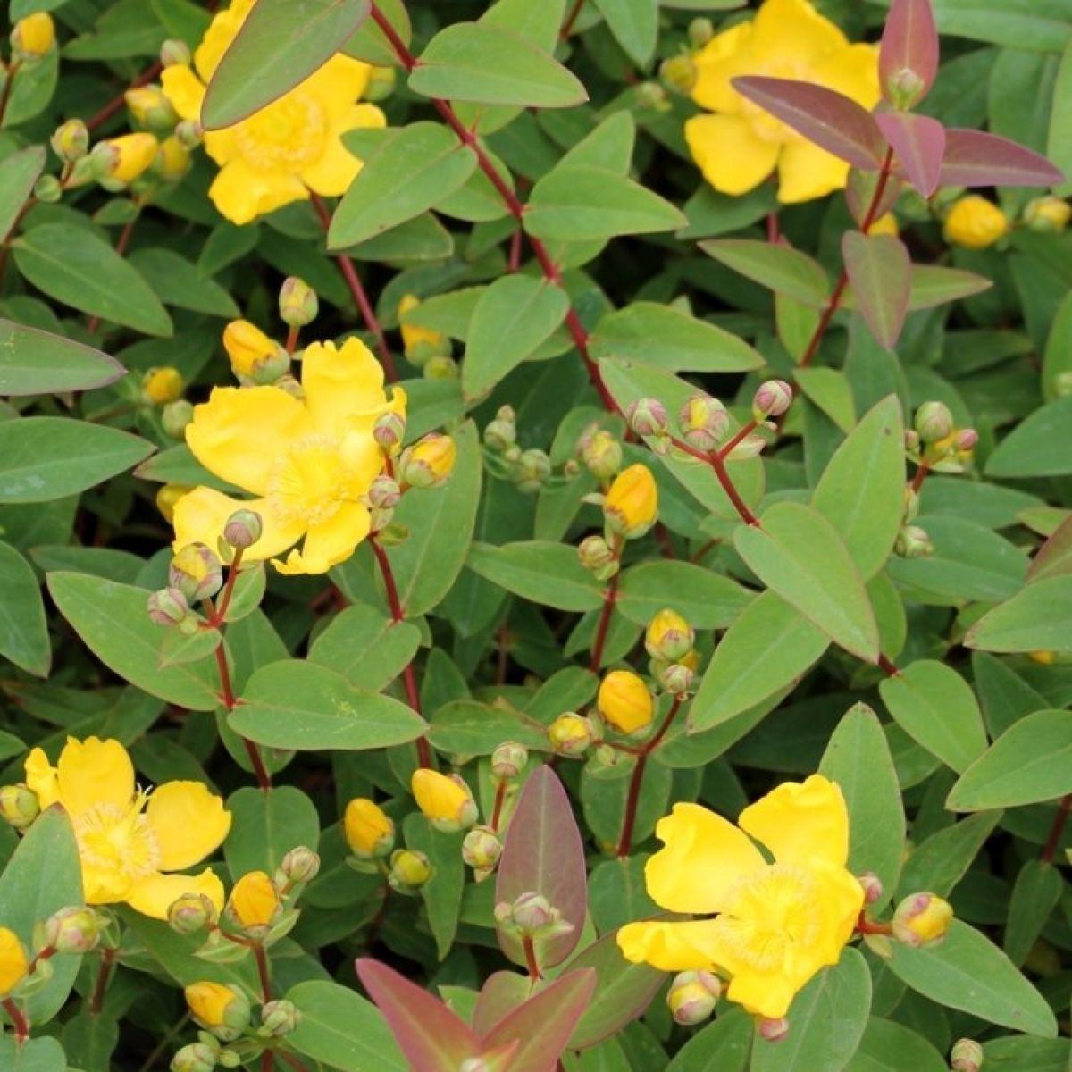 Hypericum Hidcote - View 19 from www redcrocus com