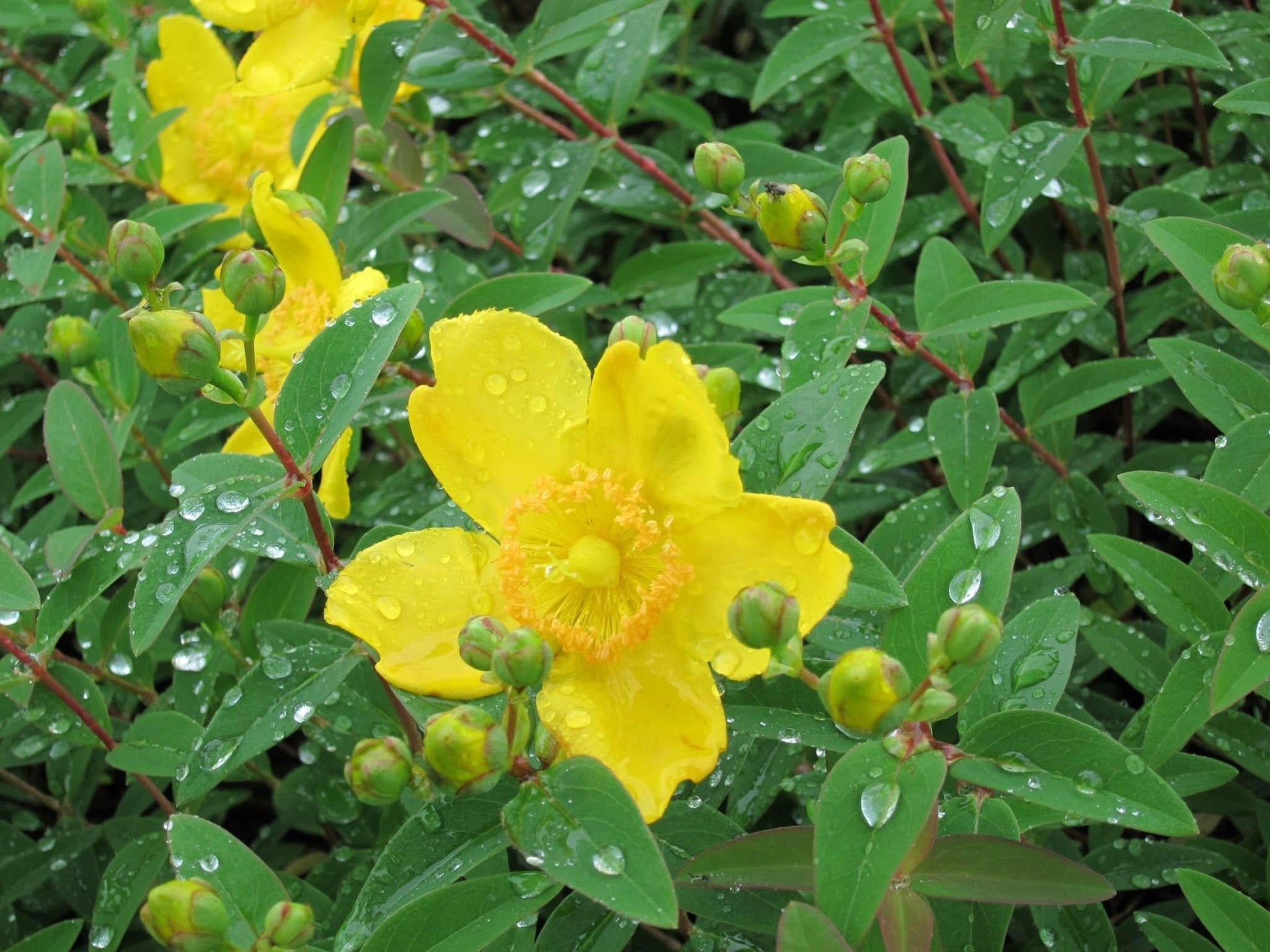 Hypericum Hidcote - View 3 from www redcrocus com